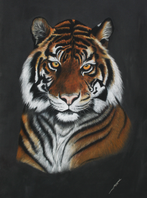 Tigre