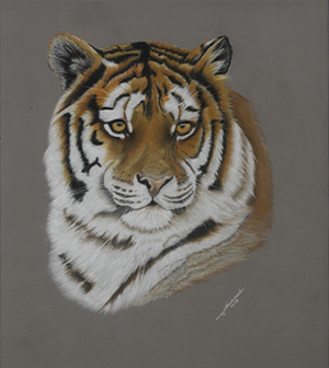 Tigre