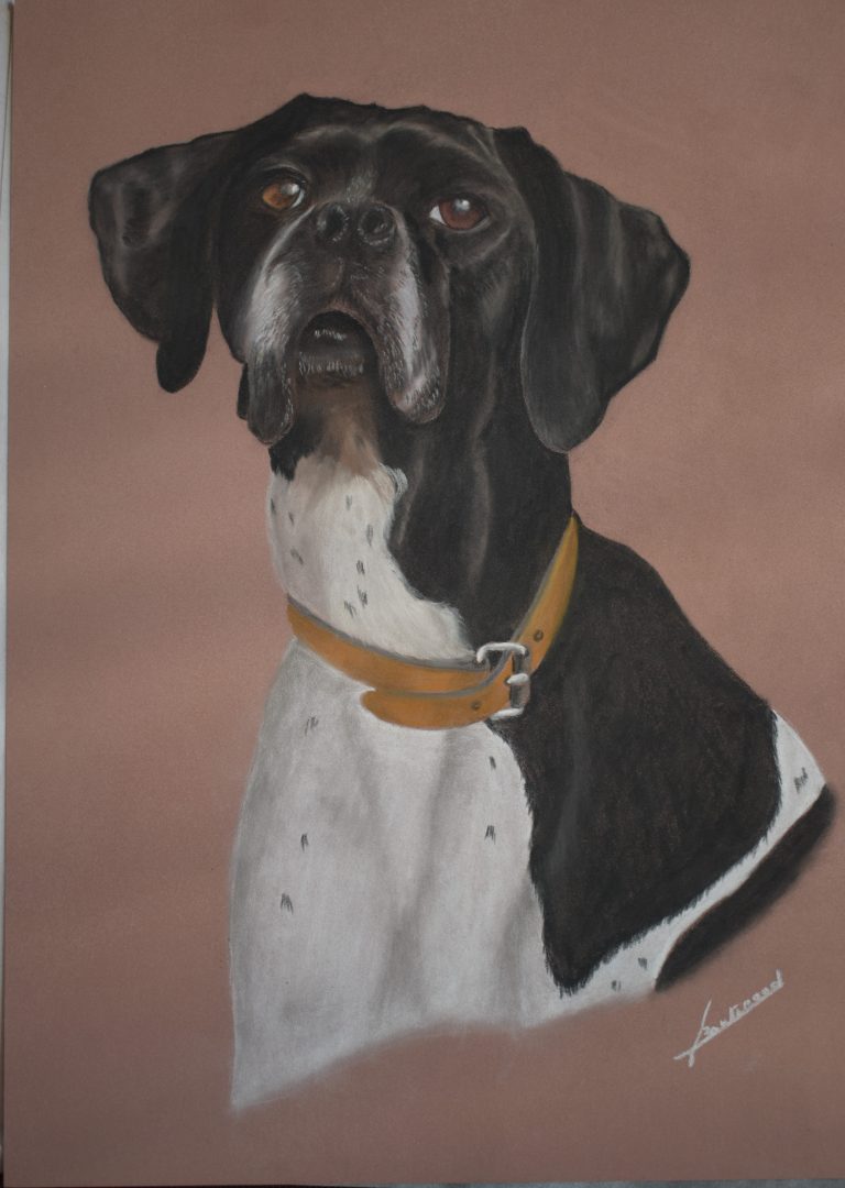 Pointer noir
